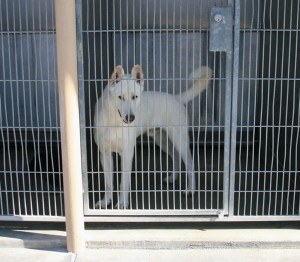 white german shepherd looking out of kennel