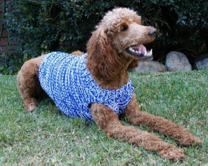 red standard poodle wearing a blue sweater